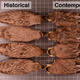 Historical and contemporary specimens of horned lark. Image: Nicholas Mason / Fig. 1 in the study in the Journal of Avian Biology